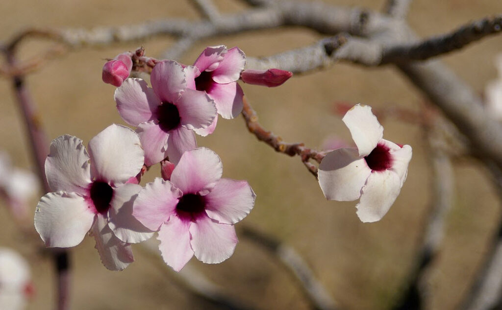 Adenium boehmianum