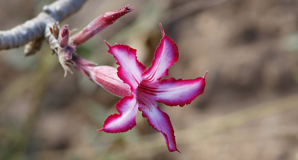 Adenium multiflorum