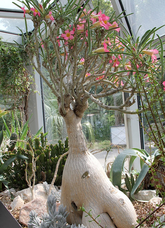 Adenium oleifolium