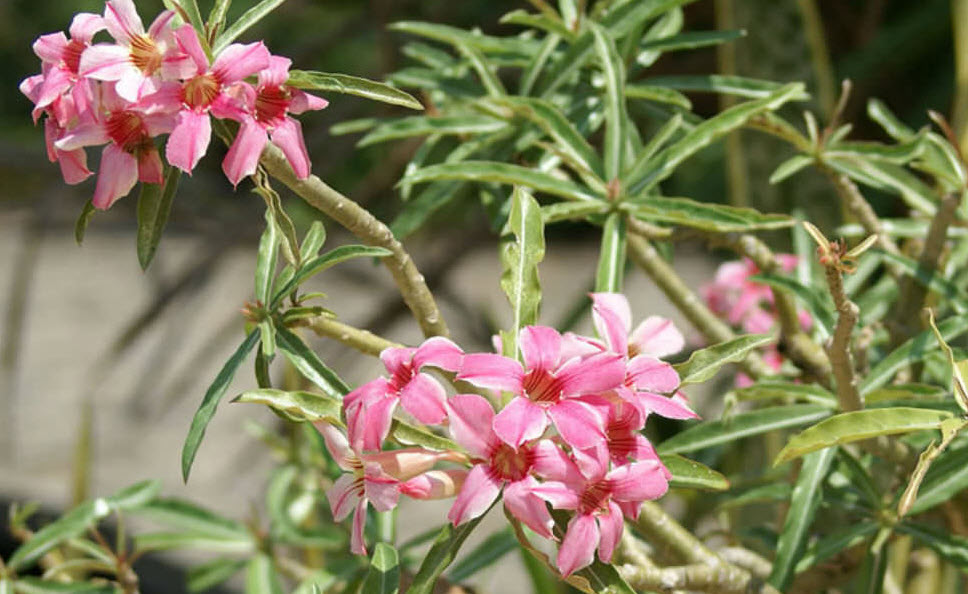 Adenium somalense