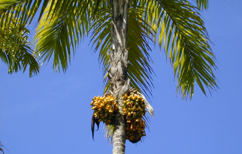 Bactris gasipaes