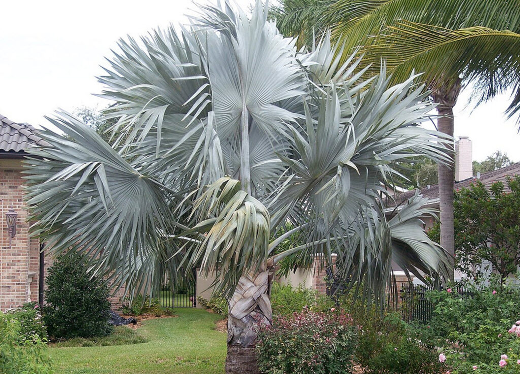 Bismarckia nobilis