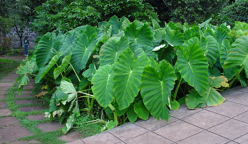 colocasia