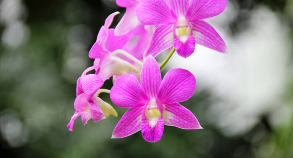 Dendrobium