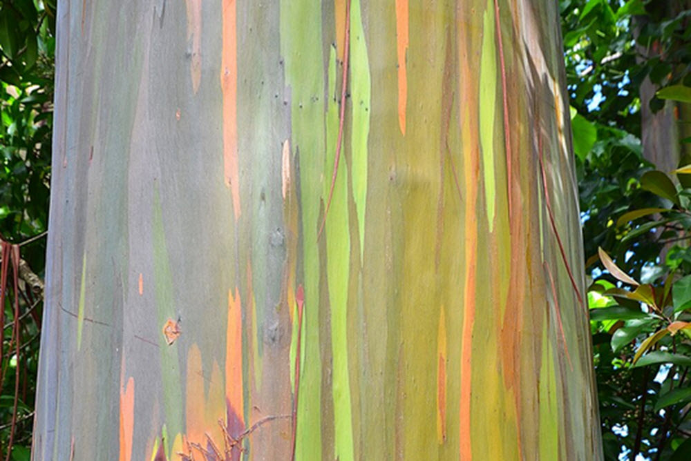 Eucalyptus deglupta