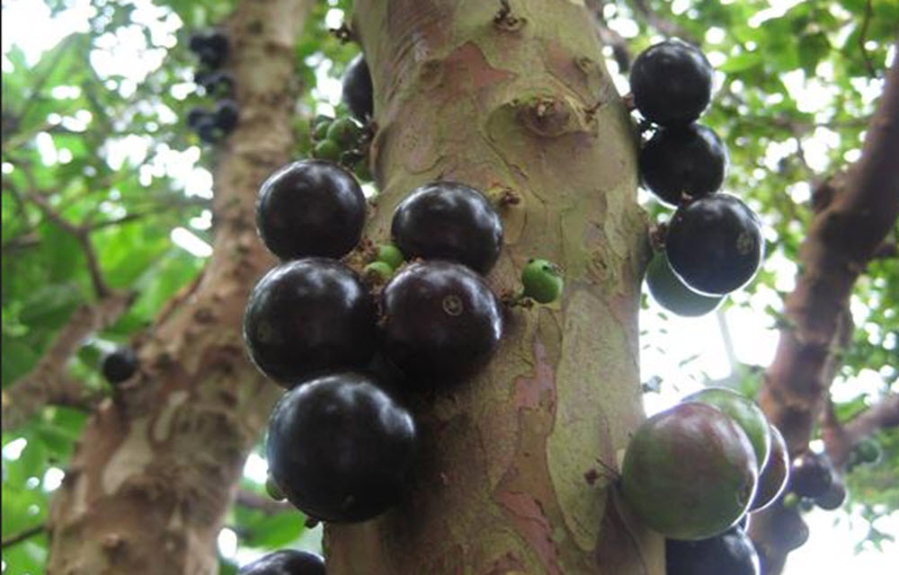 Jaboticaba