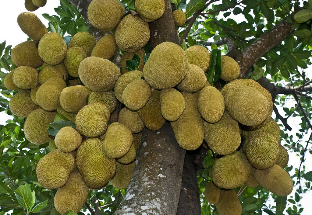 Jackfruit