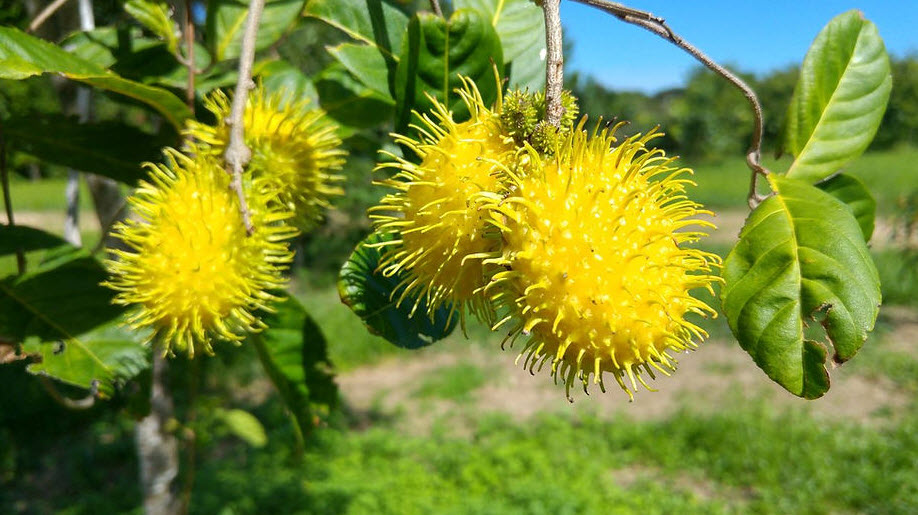 mamon chino amarillo