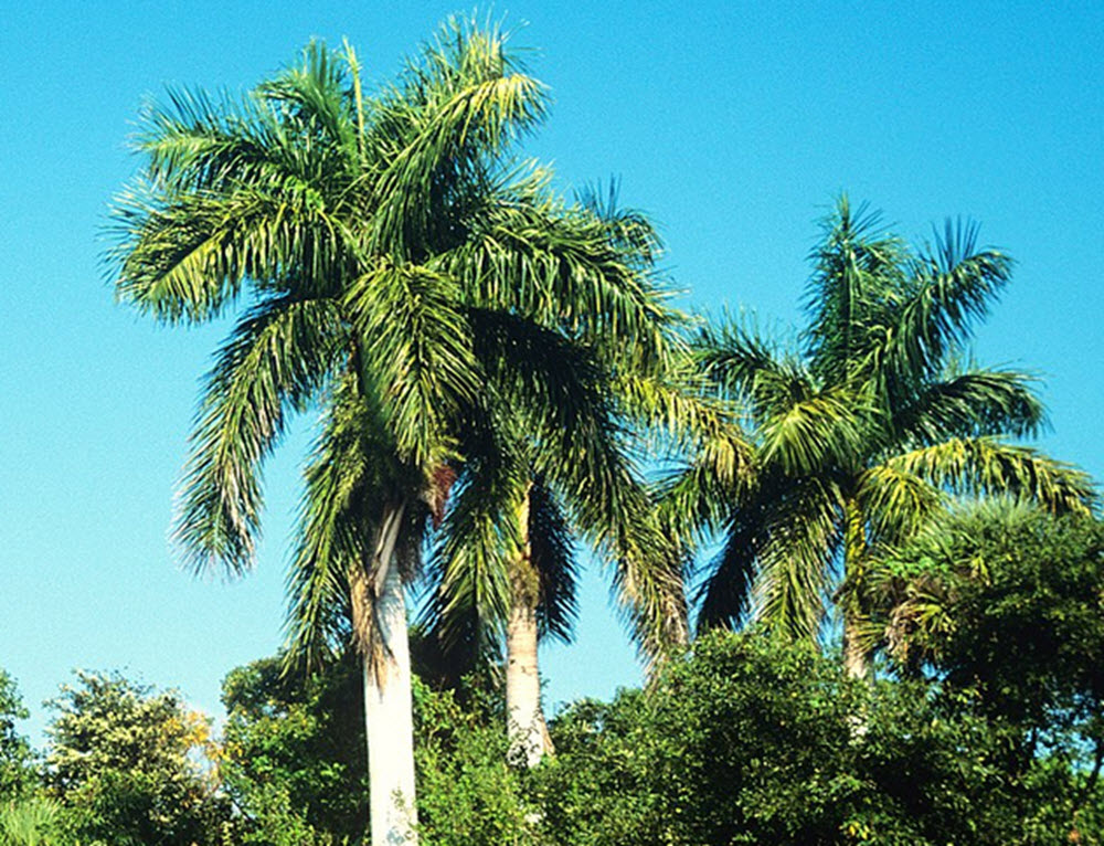 Roystonea regia