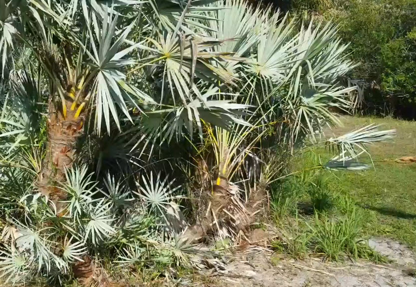 Serenoa repens 'Silver'