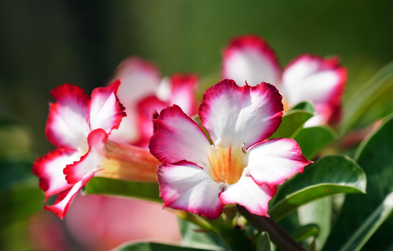 adenium