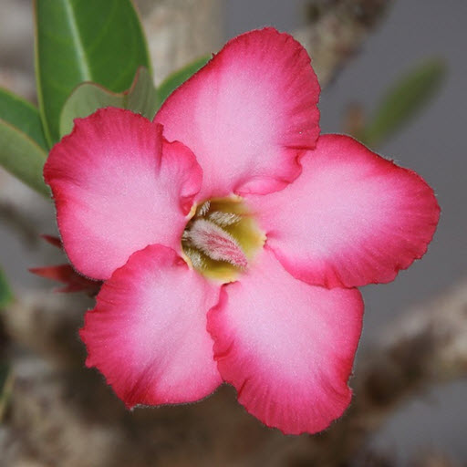 adenium icon