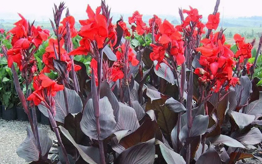 Promoción de junio en Vivero Coludo: Canna australiana roja a precio especial