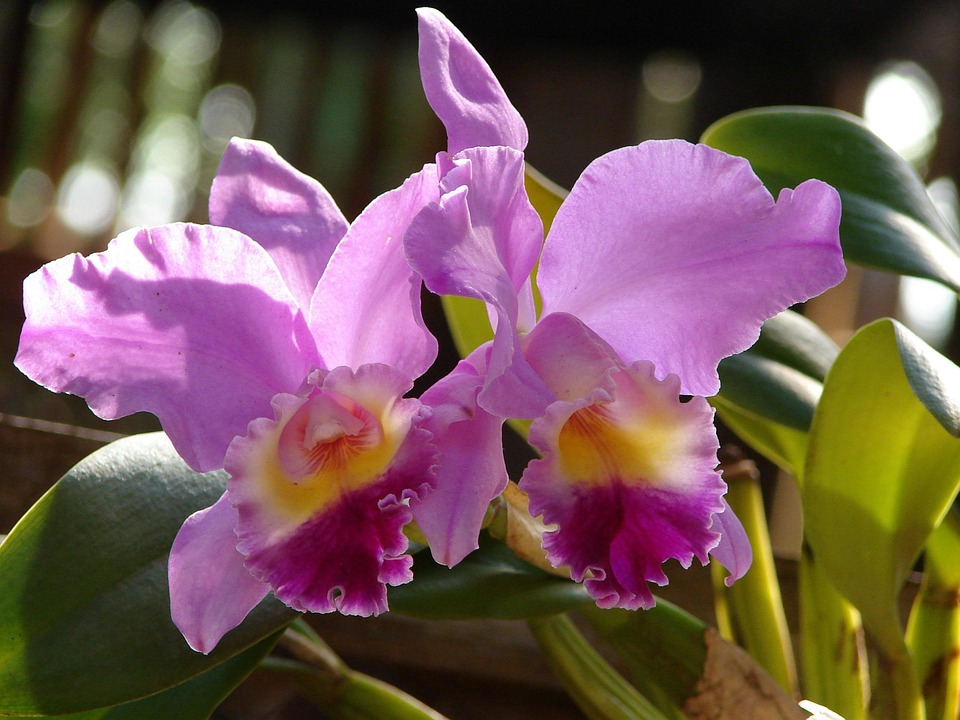 Julio es el mes de las orquídeas en Vivero Coludo: promoción especial en cattleyas y cymbidiums