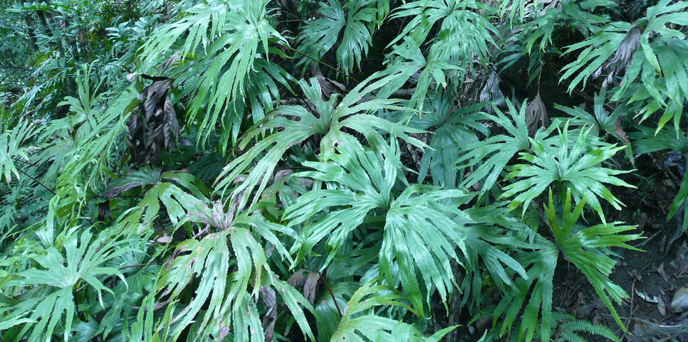 coludos