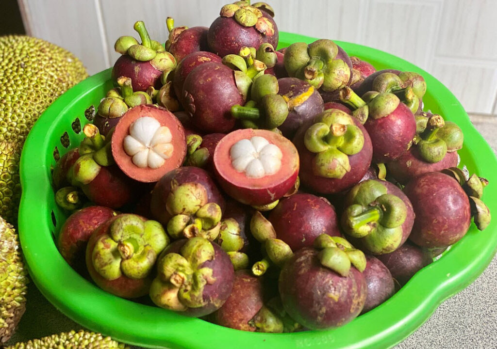 mangostan